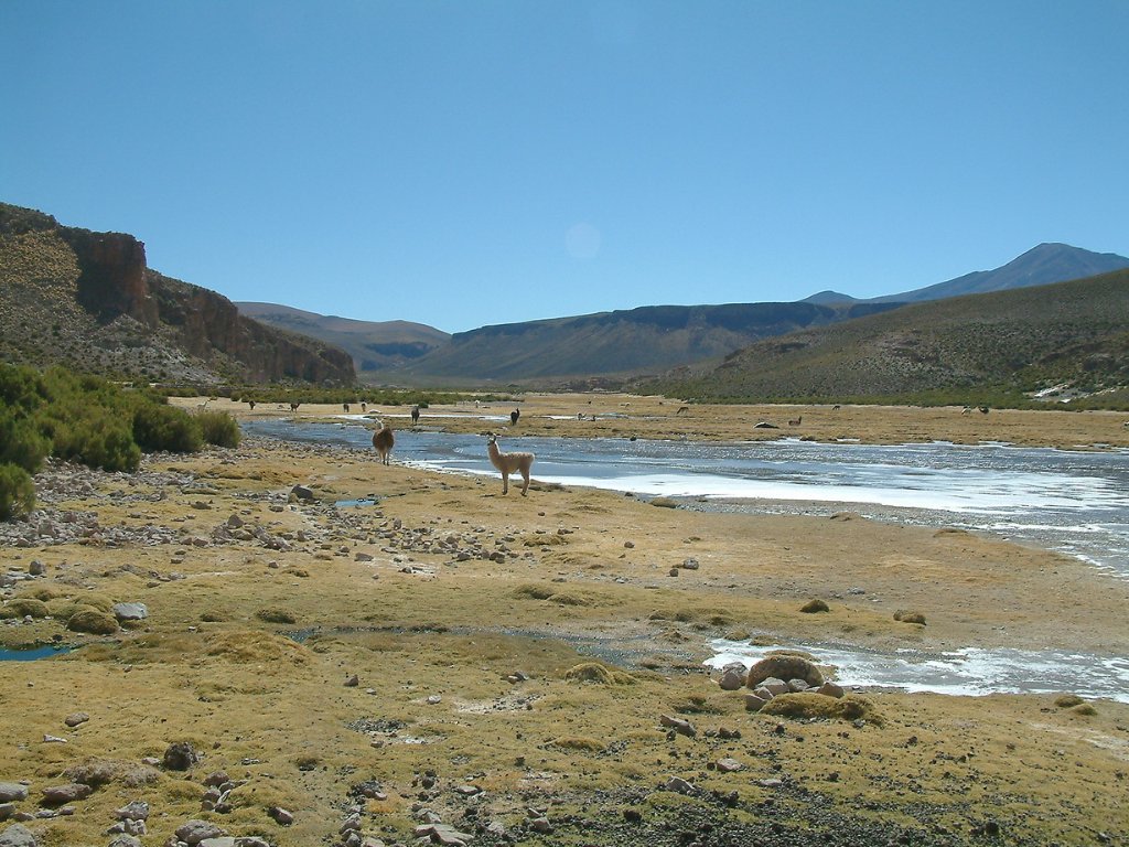 31-Cattle along the river.jpg - Cattle along the river